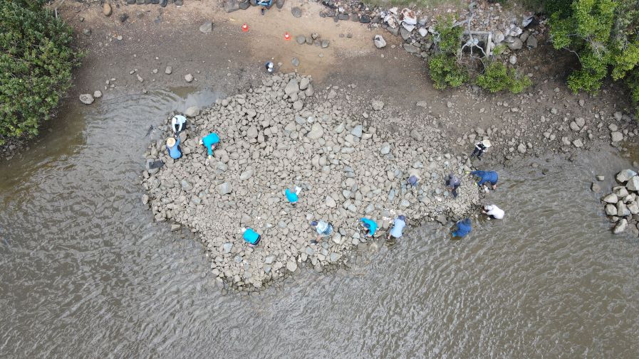 oyster seeding